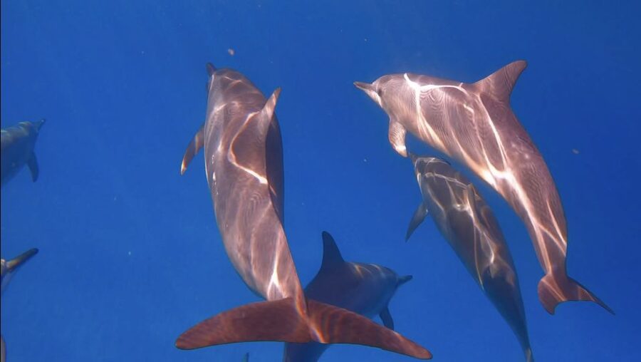 From Waikiki: Turtle Canyon Snorkeling Tour - Turtle Canyon, close enough to feel easy