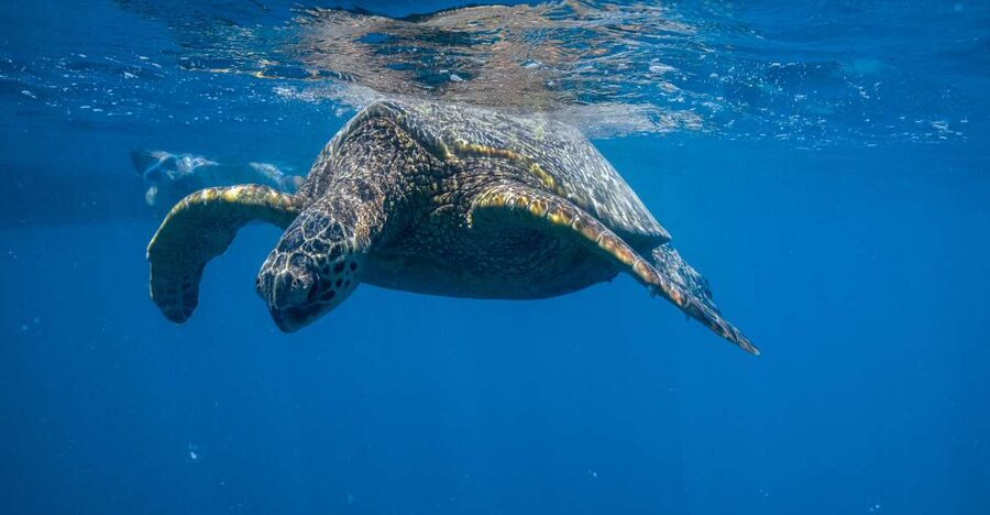 From Waikiki: Turtle Canyon Snorkeling Tour - The 90-minute plan, broken into real expectations