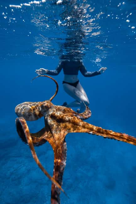 From Waikiki: Turtle Canyon Snorkeling Tour - Wildlife beyond turtles: what you might see, and when