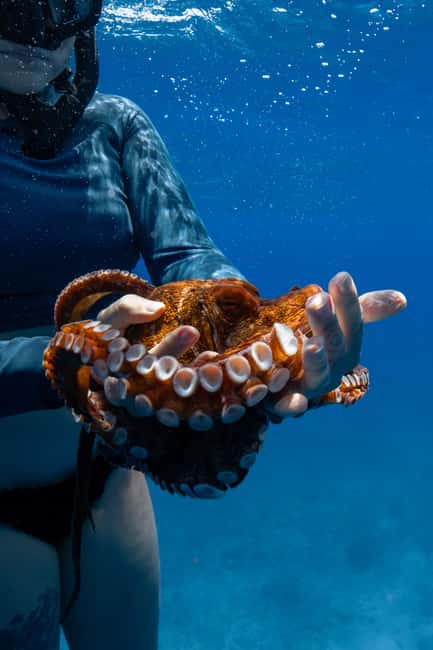 From Waikiki: Turtle Canyon Snorkeling Tour - Price and value: $81 for 50 minutes of guided turtle snorkeling