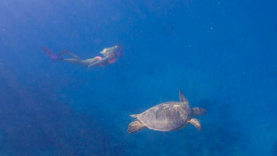 From Waikiki: Turtle Canyon Snorkeling Tour - Who should book this tour, and who should skip it