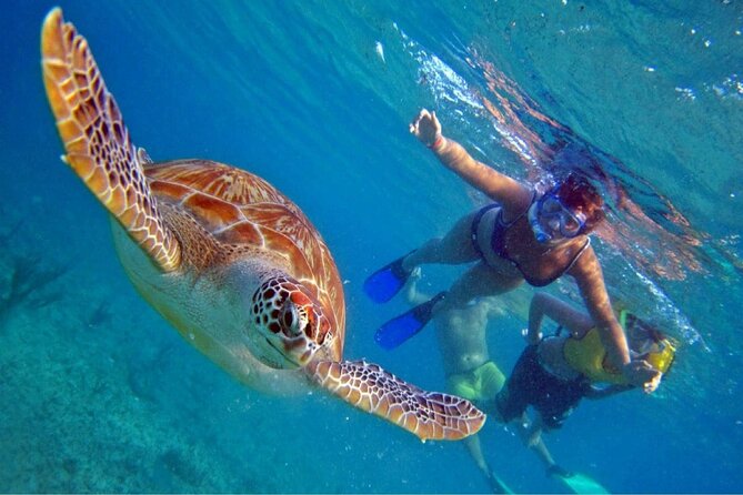 Full Day Oahu Circle Island -Turtle Beach Snorkel at North Shore - Key points before you go