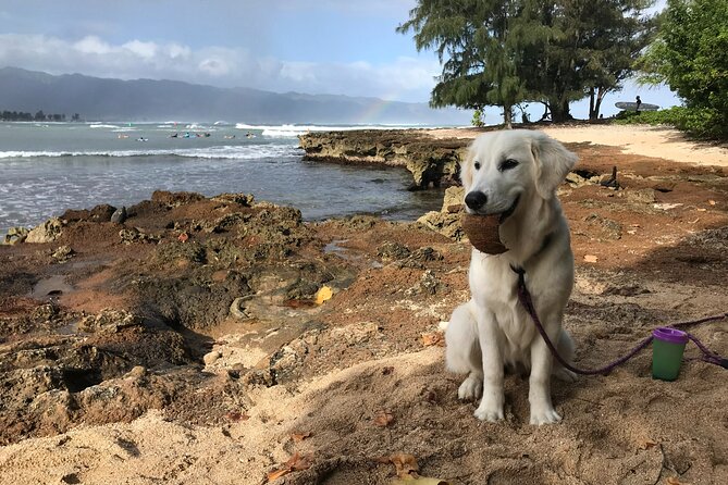 Group Surf Lessons for beginners on the North Shore of Oahu - Catch your first waves with a patient instructor