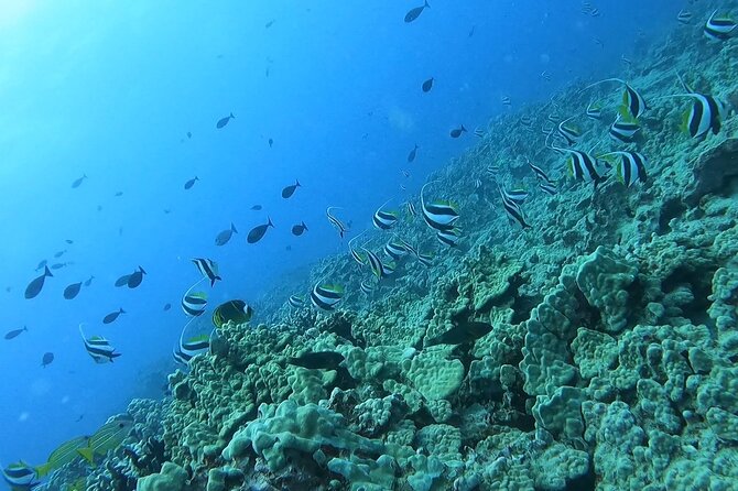 Guided Snorkel Tour for Beginners in Honolulu - Price and what you really get for $59