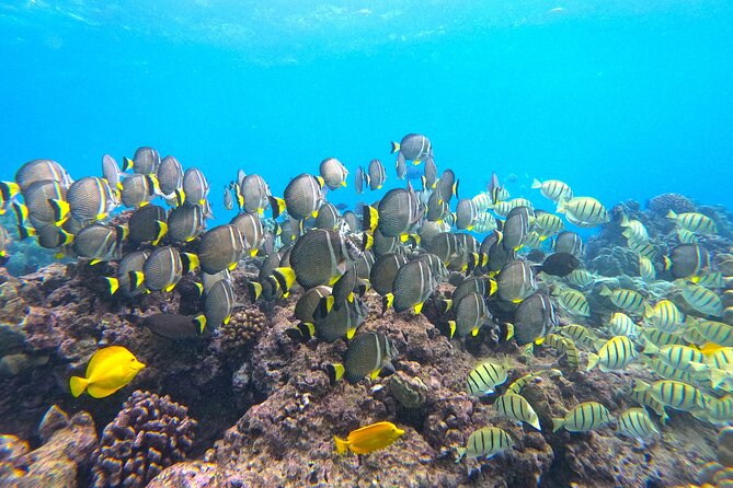 Hanauma Bay Guided Snorkel Tour (with guaranteed entrance time) - Price breakdown, and how to judge the value in plain terms