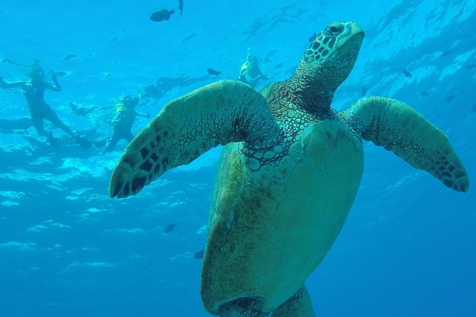 Hanauma Bay Guided Snorkel Tour (with guaranteed entrance time) - How the tour works at the Hanauma Bay Nature Preserve