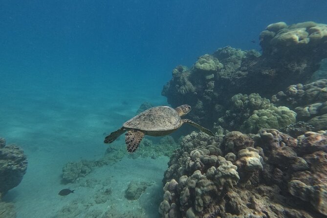 Hanauma Bay Guided Snorkeling Tour with Transportation - Price and what $115 gets you at Hanauma Bay