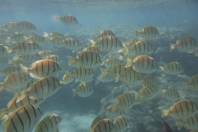 Hanauma Bay Guided Snorkeling Tour with Transportation - Coaching that turns a snorkel into a marine-life hunt