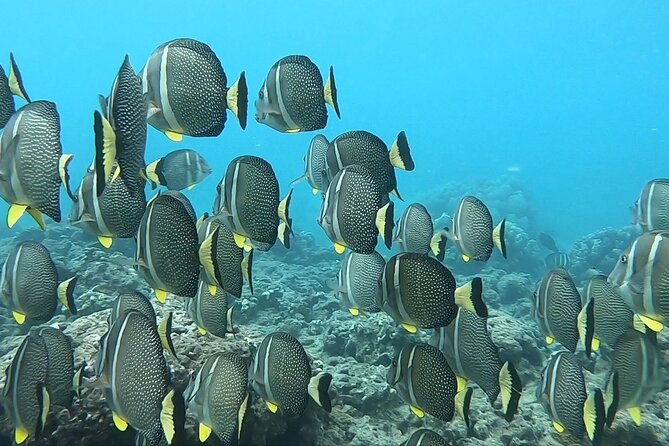 Hanauma Bay Guided Snorkeling Tour with Transportation - What you pay for separately, and what to request early