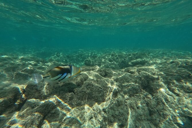 Hanauma Bay Guided Snorkeling Tour with Transportation - Choosing the right time: visibility and comfort