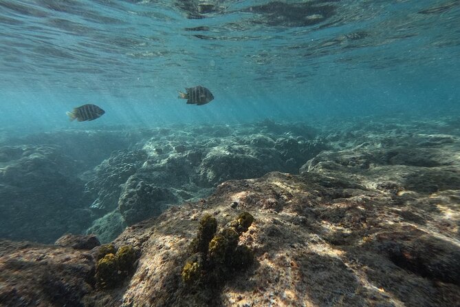 Hanauma Bay Guided Snorkeling Tour with Transportation - Who should book this Hanauma Bay guided snorkeling tour?