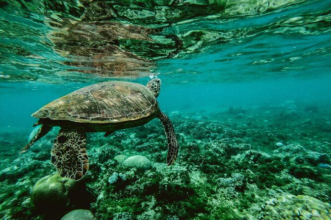 Hanauma Bay Snorkel - Hanauma Bay snorkeling, the practical way to see real reef