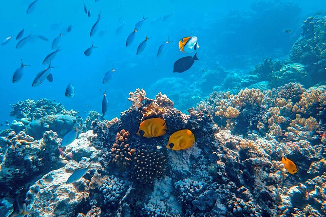 Hanauma Bay Snorkel - Shore snorkeling setup, no boats, and why that matters