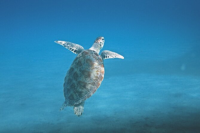 Hanauma Bay Snorkel - Meeting point and where to orient yourself on arrival