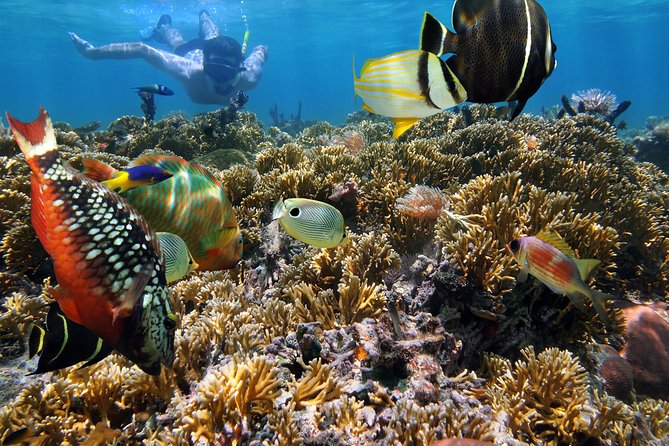Hanauma Bay Snorkeling - What you’ll see underwater, and why conditions can change the whole day