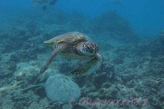 Hawaii DISCOVER Beginner + Certified 2 Tank Shallow Scuba Diving - What the 2-Tank Shallow Day Looks Like (and Why the Stops Matter)