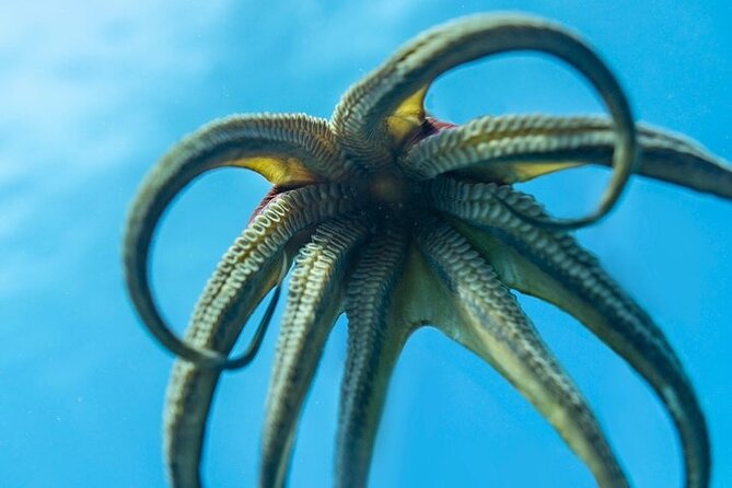Hawaii DISCOVER Beginner + Certified 2 Tank Shallow Scuba Diving - Marine Life Around Waikiki and Beyond: What You’ll Hunt For Underwater