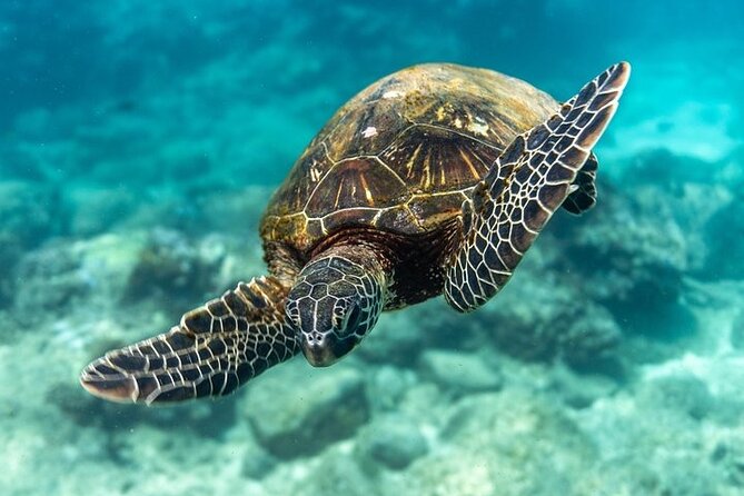 Hawaii DISCOVER Beginner + Certified 2 Tank Shallow Scuba Diving - Transfers, Location, and the Practical Start to Your Day