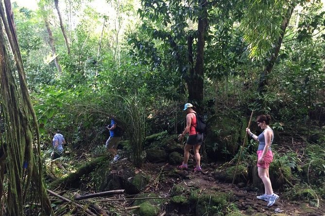 Hawaiian Waterfall Hike - The Waterfall Moment: Chasing a 150-Foot Cascade With Realistic Expectations