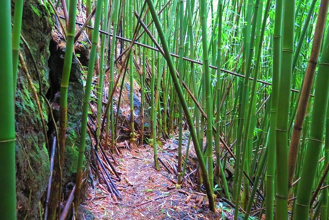 Hawaiian Waterfall Hike - Price and Value: Is $101.41 Worth It for Oahu?