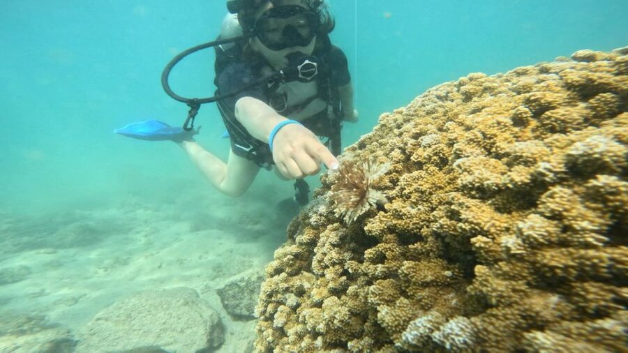 Honolulu: Beginner Scuba Diving Tour With Free Videos - Key Points That Matter Before You Go