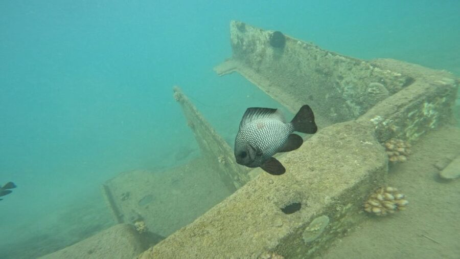 Honolulu: Beginner Scuba Diving Tour With Free Videos - Shallow-Water Practice Before You Spend Time Underwater