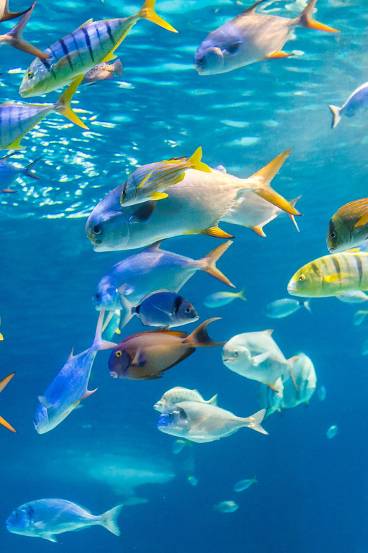 Honolulu: Glass Bottom Boat Tour along Oahu's South Shore - Key Things to Know Before You Go