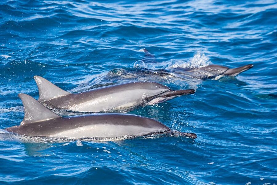 Honolulu: Glass Bottom Boat Tour along Oahu's South Shore - Spotting Sea Life Like a Pro (Without Overthinking It)