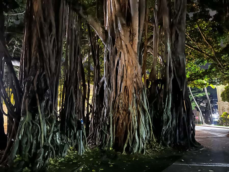 Honolulu Haunts: Ghosts and Spirits Walking Tour - Who this tour suits best (and who might not love it)