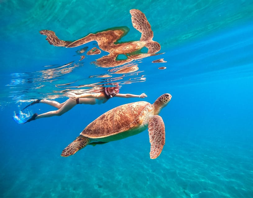 Honolulu, Oahu: Waikiki Turtle Snorkel Tour w/Shuttle Option - Key things to know before you go