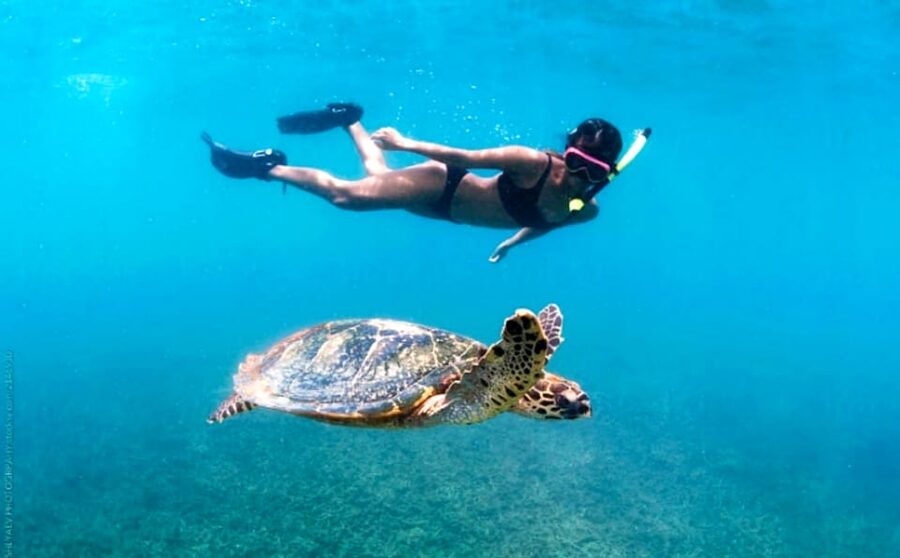 Honolulu, Oahu: Waikiki Turtle Snorkel Tour w/Shuttle Option - From Safety Briefing to First Splash: Snorkeling Setup That Works for Beginners