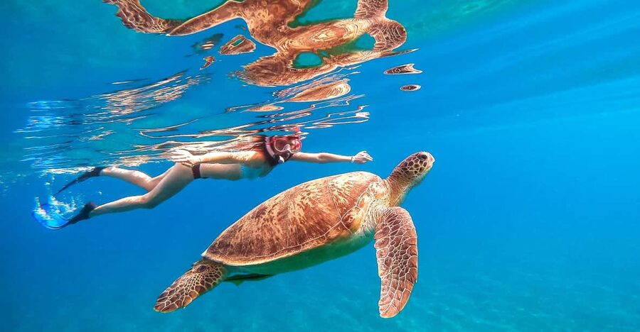 Honolulu, Oahu: Waikiki Turtle Snorkel Tour w/Shuttle Option - Fish Feeding Snacks: Turning Kids into Landed-Cheerleaders