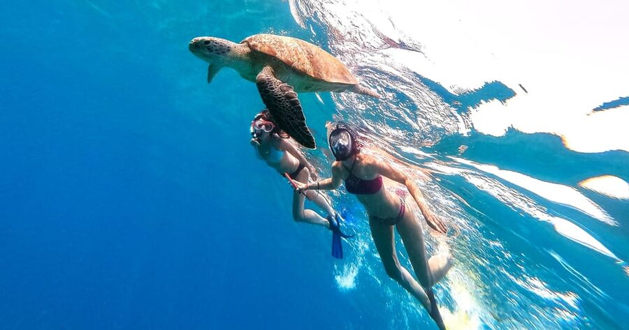 Honolulu, Oahu: Waikiki Turtle Snorkel Tour w/Shuttle Option - Price and Value: Is $69 Worth It for Waikiki Snorkeling?