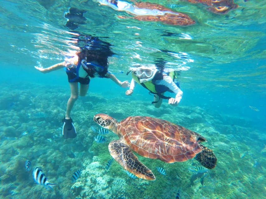 Honolulu, Oahu: Waikiki Turtle Snorkel Tour w/Shuttle Option - The 3-Hour Rhythm: How This Snorkel Trip Actually Feels
