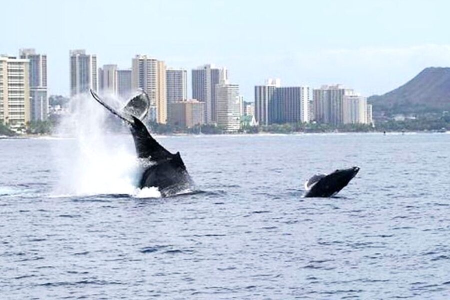 Honolulu, Oahu: Waikiki Whale Watching Cruise - When humpbacks are in Hawaii’s backyard (and why that matters)
