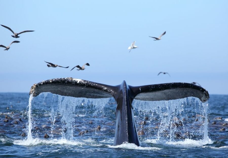 Honolulu, Oahu: Waikiki Whale Watching Cruise - Besides whales, what else you might spot around Oahu