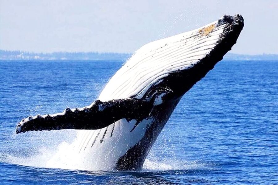 Honolulu, Oahu: Waikiki Whale Watching Cruise - Who this cruise is best for, and who might want another option