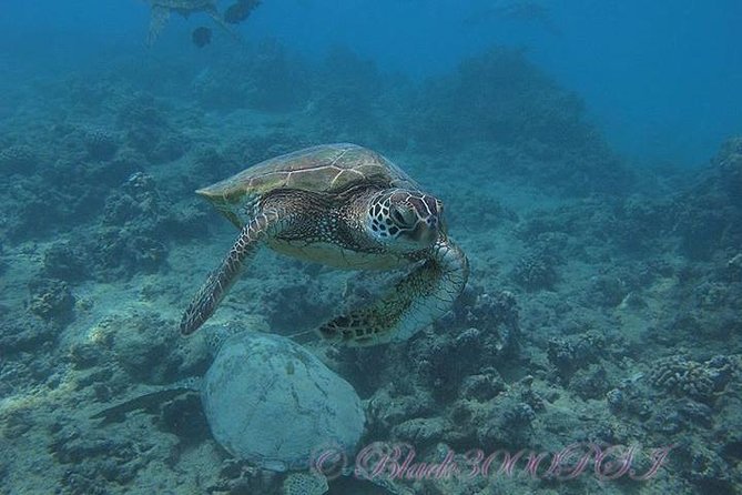 Incredibly Fun Coral Reef Giant Sea Turtles 4hour Boat Scuba Tour - Price and value: what $299 buys you on Oahu