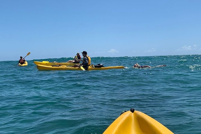 Kailua 2-Hour Guided Kayaking Excursion, Oahu - Sea turtles, wildlife, and why a guide makes spotting easier