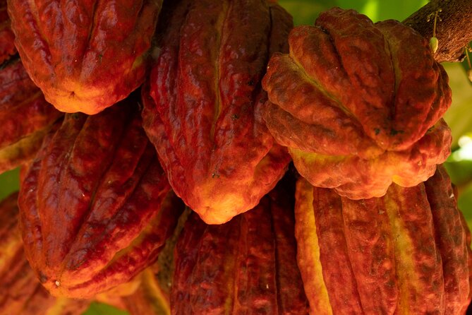 Kamananui Cacao Orchard Tour - A 90-minute cacao stop on Oahu’s North Shore