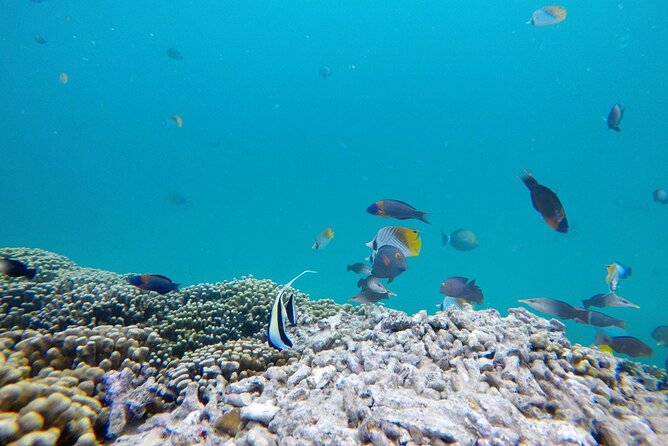 Kaneohe Sandbar Snorkeling Tour - 1st Tour - Life jackets, masks, and the gear that reduces your pre-trip stress