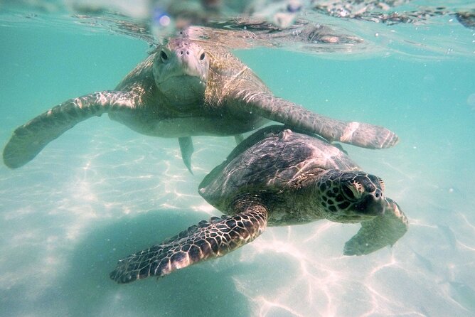 Kaneohe Sandbar Snorkeling Tour - 1st Tour - What’s included in the $169 price, and how it stacks up