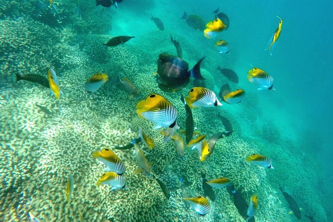 Kaneohe Sandbar Snorkeling Tour - 2nd Tour - Two hours on the sandbar: turtles, water toys, and that wow moment