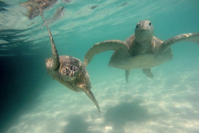 Kaneohe Sandbar Snorkeling Tour - 2nd Tour - What’s included, what’s not, and what I’d pack