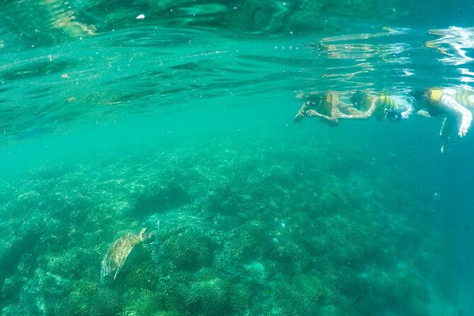 Kaneohe Sandbar Snorkeling Tour - 2nd Tour - Who this Kaneohe Sandbar snorkeling tour is best for