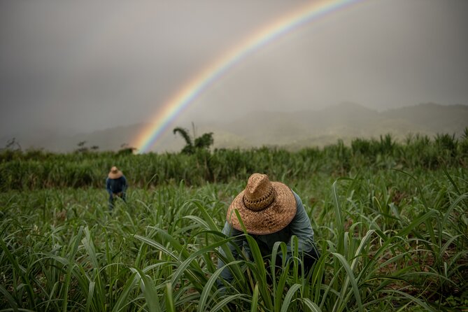 Kō Hana Hawaiian Rum Distillery Tour and Tasting for One - The Short Version: What This Tour Feels Like in Real Time