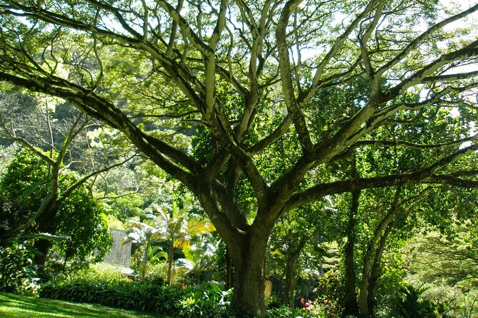 Ko Olina to North Shore Experience -Waimea Falls, Beaches & more - Haleiwa town stops: art, shops, and the shave ice break
