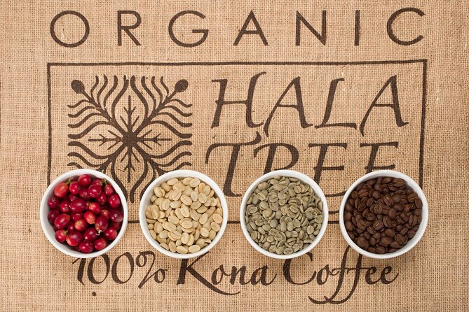 Kona Coffee Tasting: A Farm to Cup Experience - Fermentation and drying methods, explained for real humans