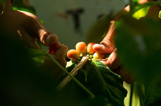 Kona Coffee Tasting: A Farm to Cup Experience - The hour on the clock: what the flow feels like