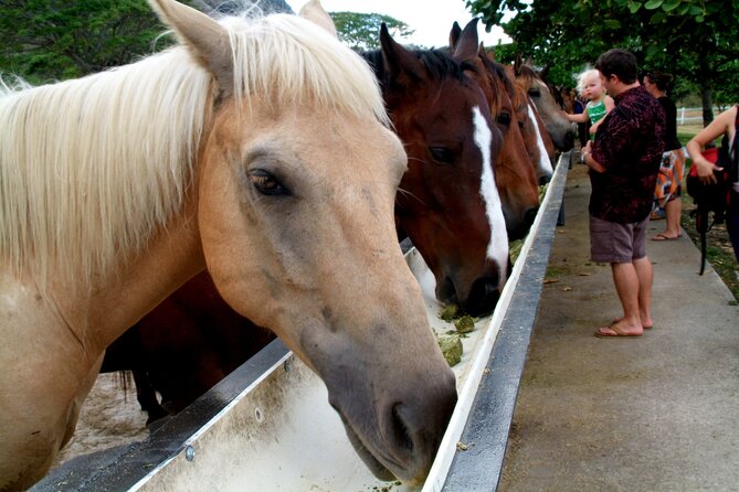 Kualoa Ranch - Horseback Walking Tour - Two hours on horseback: what the Kualoa tour is really like
